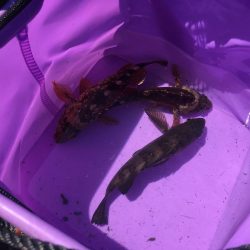 撒き餌しながら穴釣り